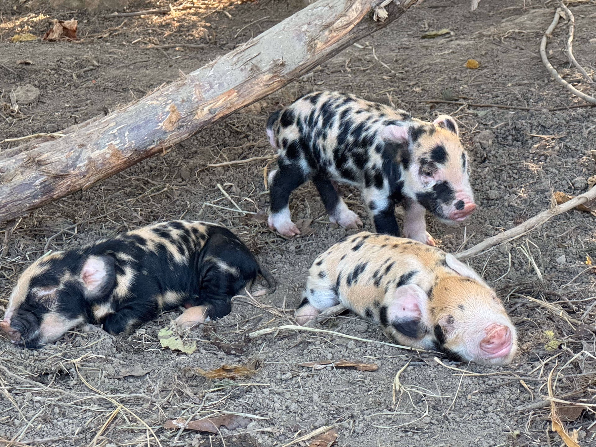 Forest-raised pigs at Queen City Farm