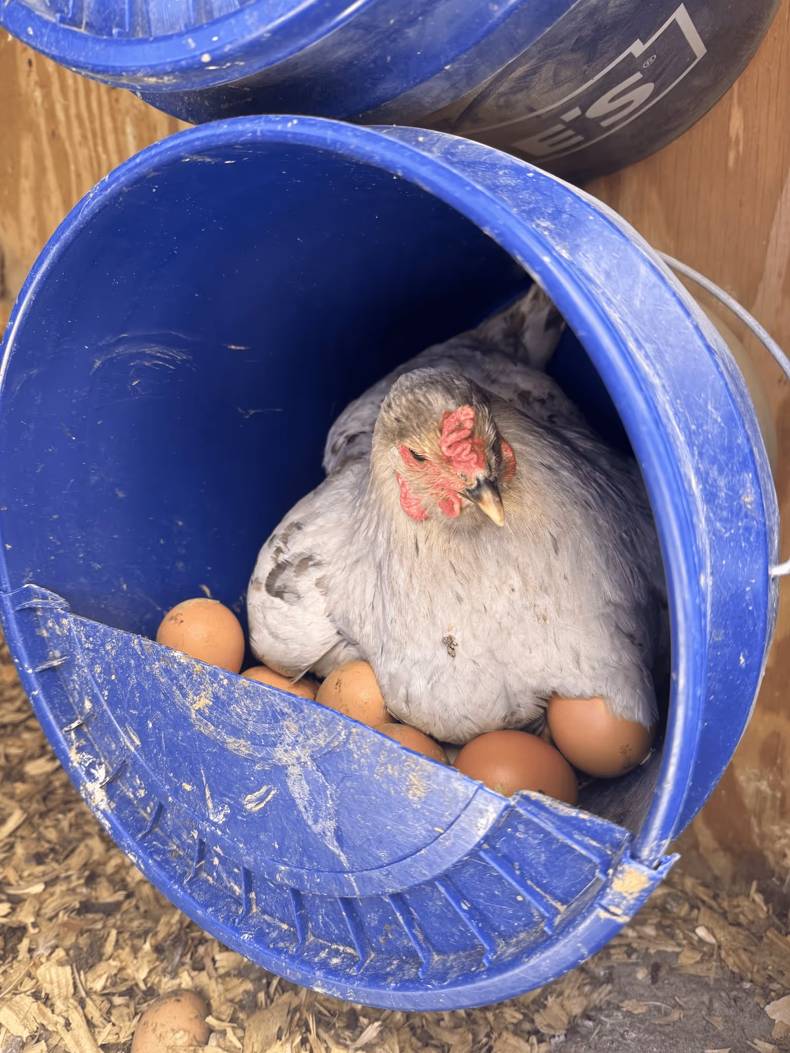Poultry
