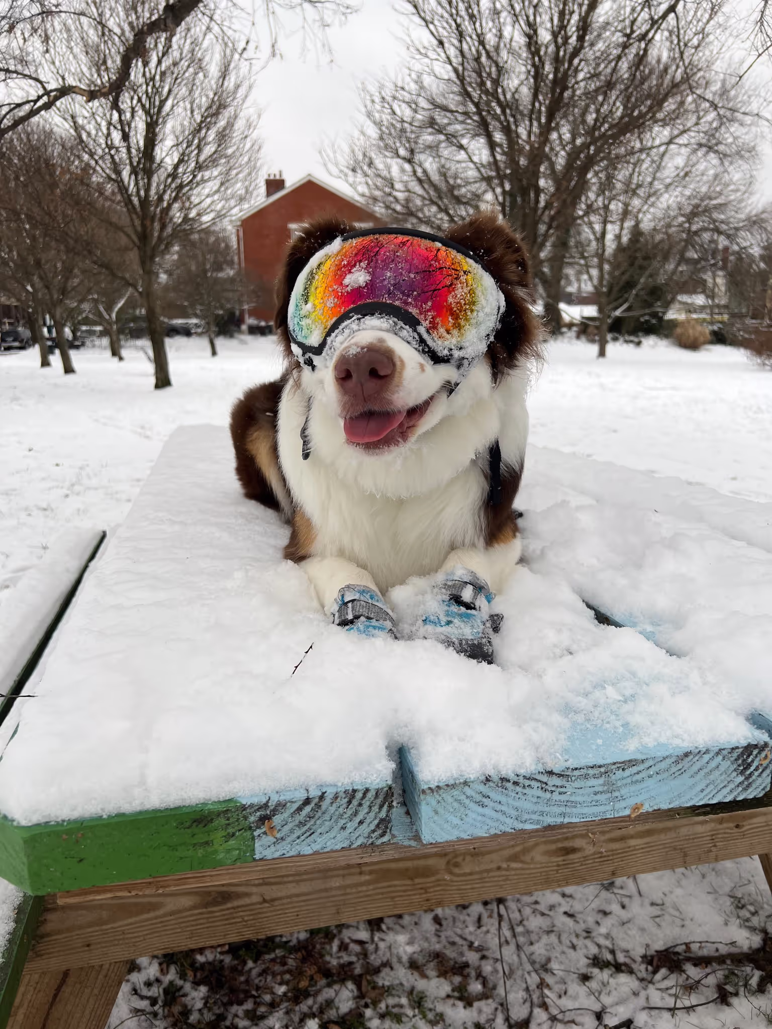 Australian Shepherd in the snow with ski goggles
