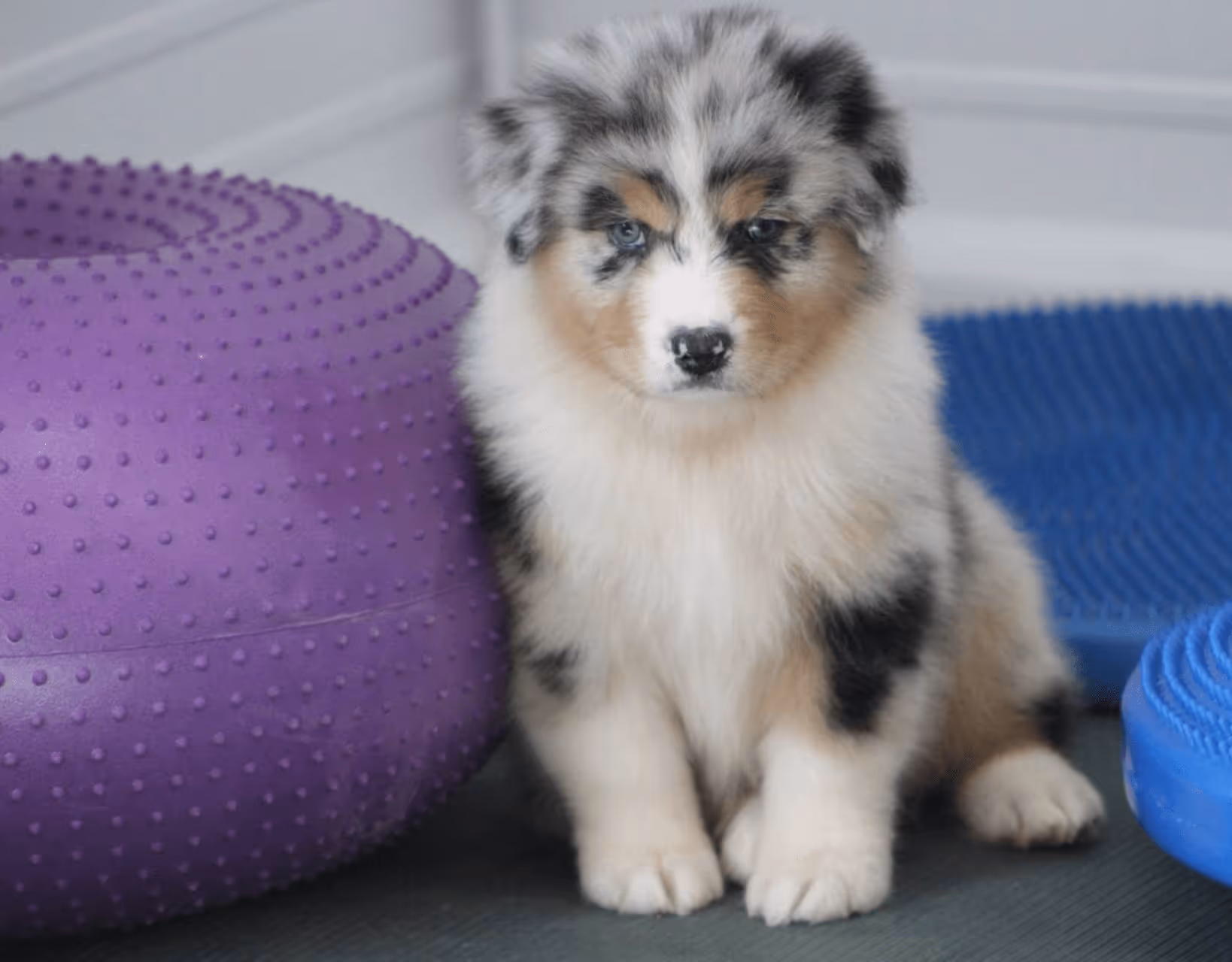 Australian Shepherd puppy with blue eyes sitting next to a purple spiked balance disc
