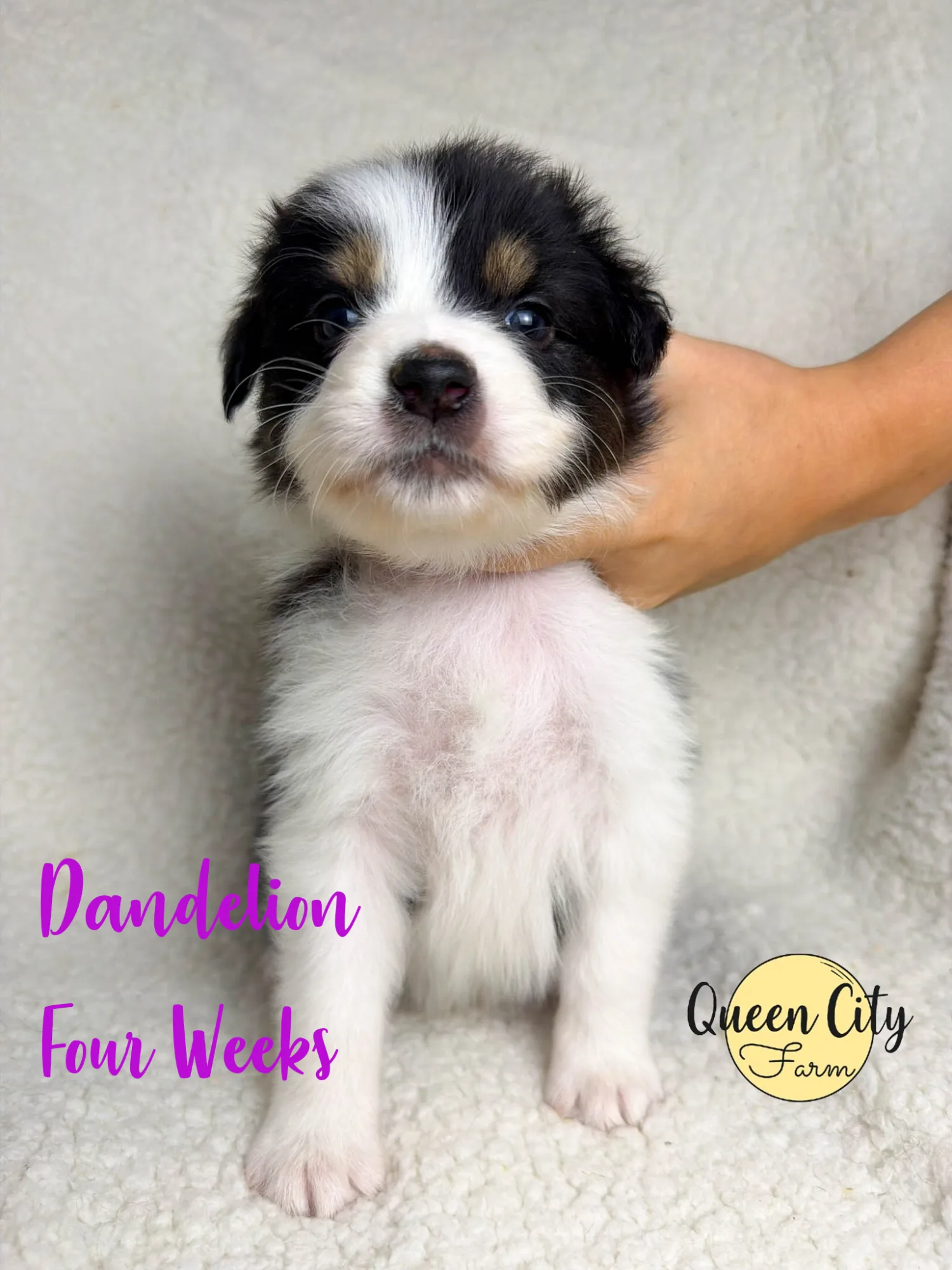 Dandelion