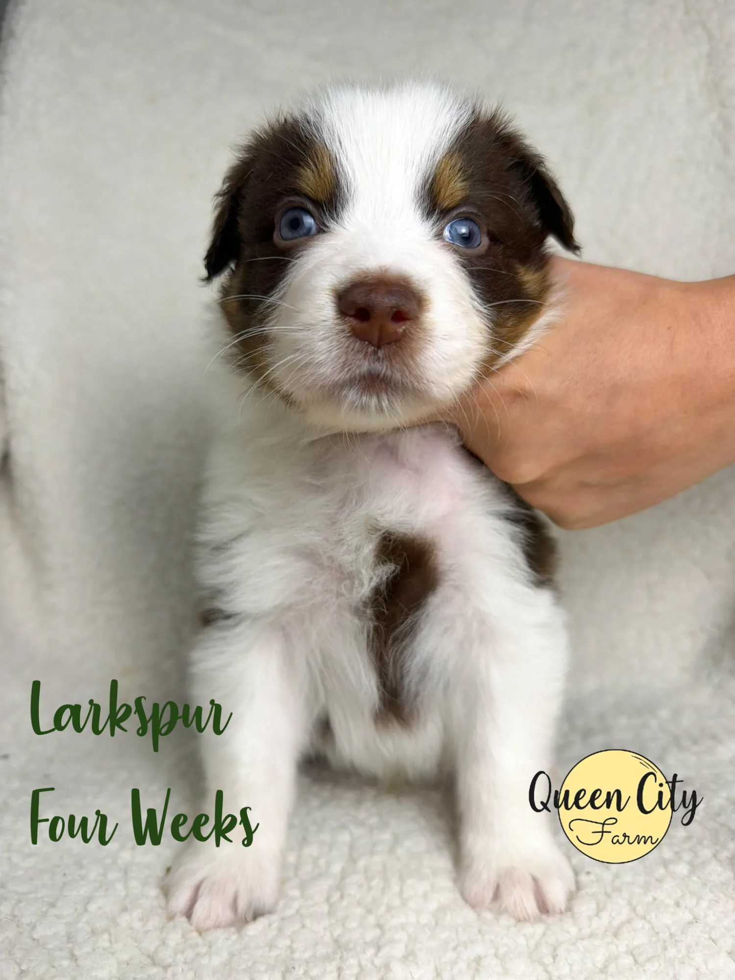 Larkspur