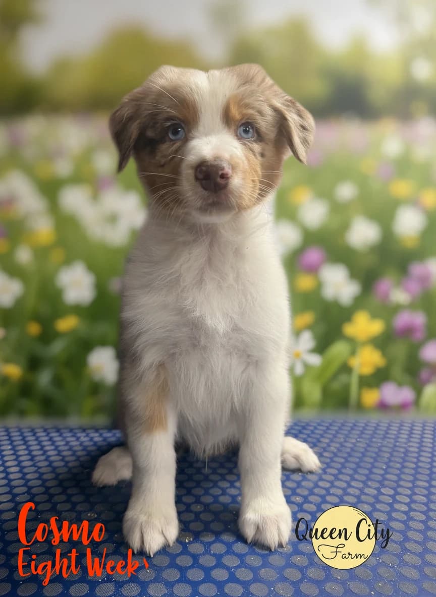 Cosmo