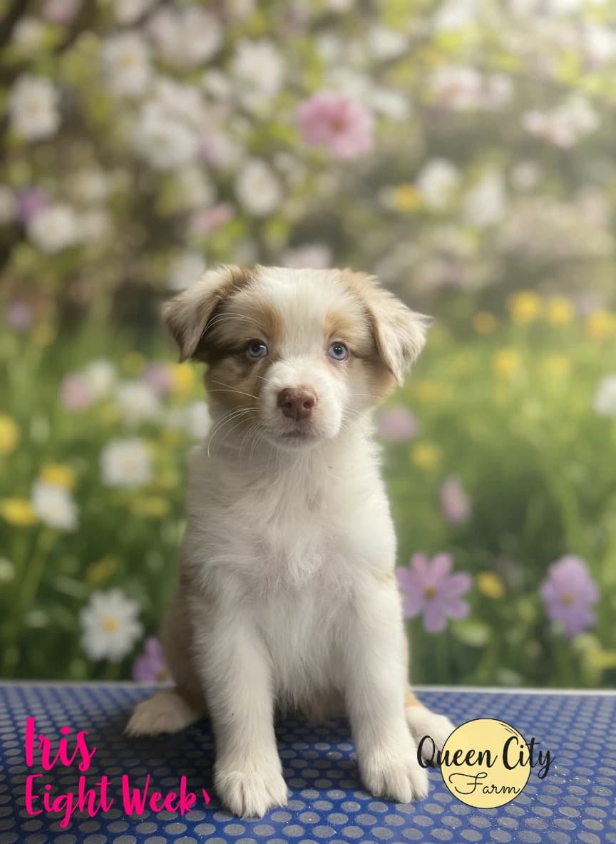 Iris