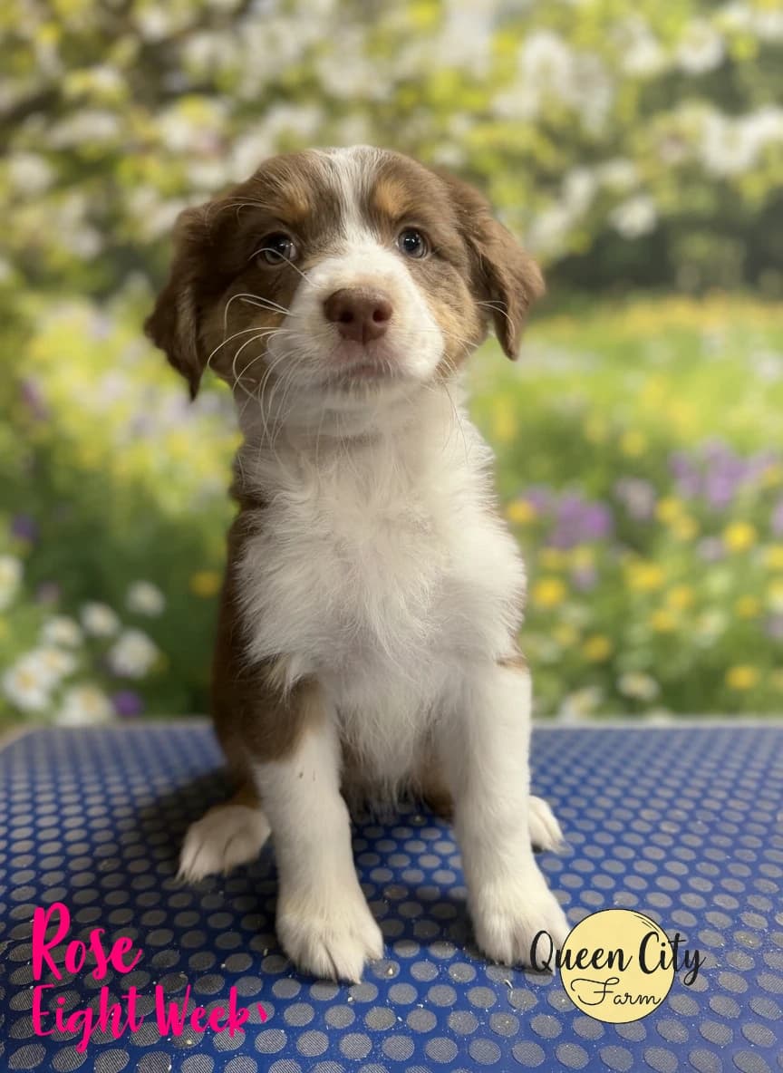 Rose — Red Tri female Australian Shepherd puppy from Queen City Farm's May Flowers (Aubrey × Lyra) litter