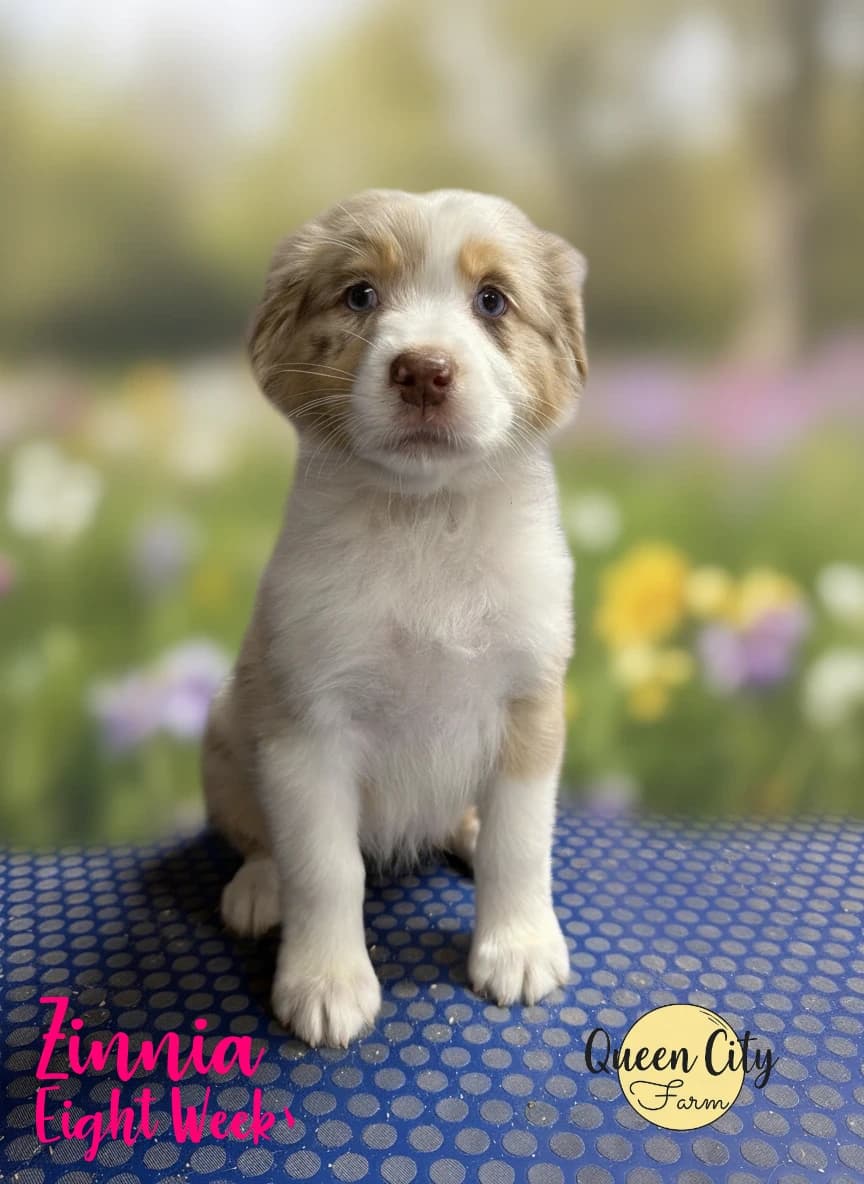 Zinnia — Red Merle female Australian Shepherd puppy from Queen City Farm's May Flowers (Aubrey × Lyra) litter